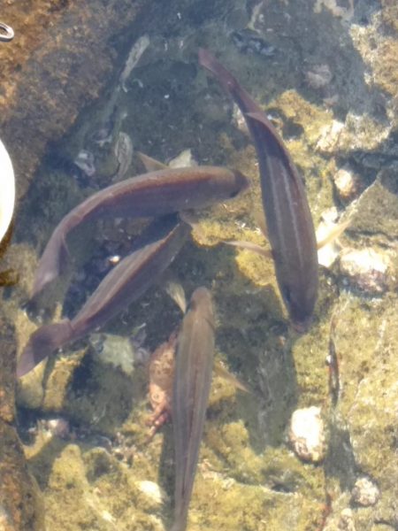 フカセ‥最高ですネ・・