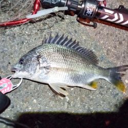 2022/06/02 南港ヘチ釣り釣行