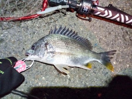 2022/06/02 南港ヘチ釣り釣行