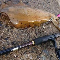 墨族釣果投稿(対馬)⑫