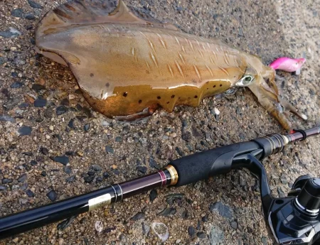 墨族釣果投稿(対馬)⑫