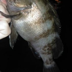 めばる入れ喰い