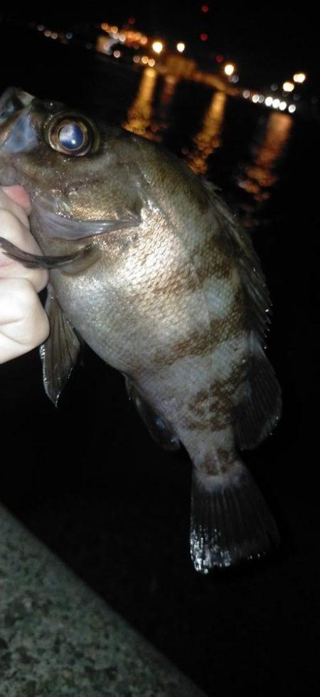 めばる入れ喰い