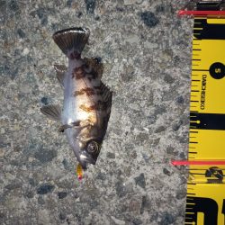 粘った!　釣った!!　小型だった!!!ーT＿T