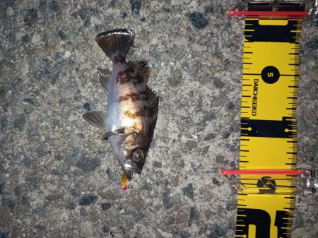 粘った!　釣った!!　小型だった!!!ーT＿T