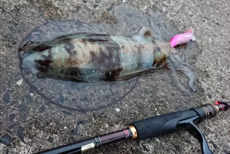 墨族釣果投稿(対馬)⑬