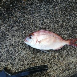 ファミリーフィッシング?