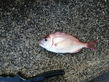 ファミリーフィッシング?