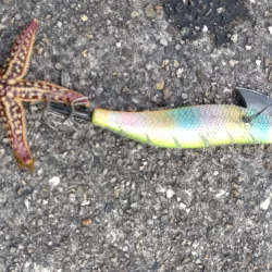 久しぶりのエギング