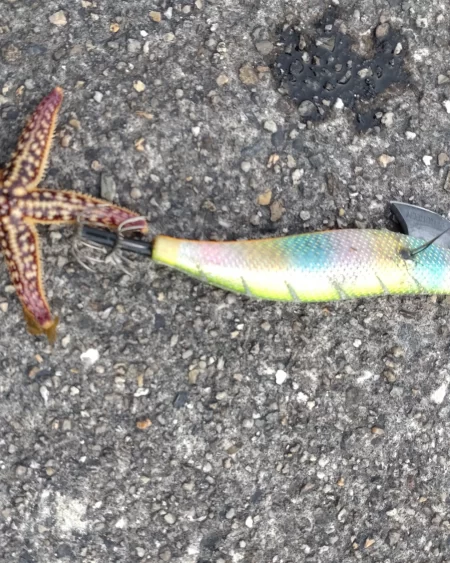 久しぶりのエギング