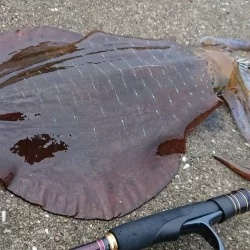 対馬釣果投稿③