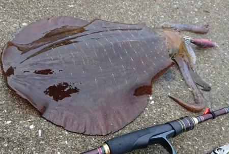 対馬釣果投稿③