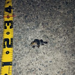 メバルも雨もぽつぽつと…