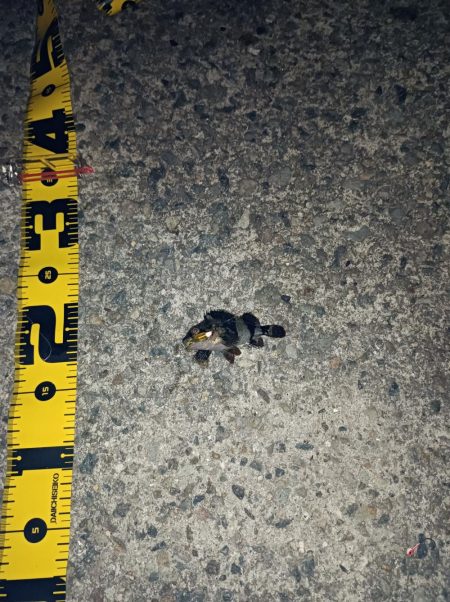 メバルも雨もぽつぽつと…