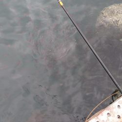 フカセ‥最高ですネ・・