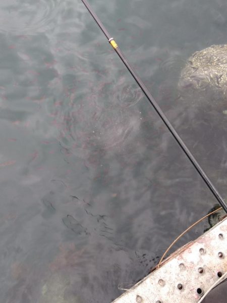 フカセ‥最高ですネ・・