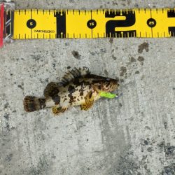 初のデイメバリング カサゴ多め