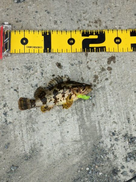 初のデイメバリング カサゴ多め