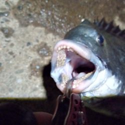 2022/06/17 南港ヘチ釣り釣行