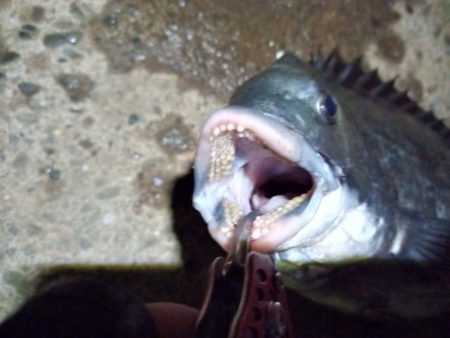 2022/06/17 南港ヘチ釣り釣行