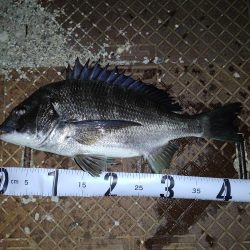 シーバスとチヌとエイ