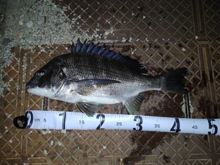 シーバスとチヌとエイ