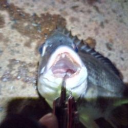 2022/06/18 南港ヘチ釣り釣行