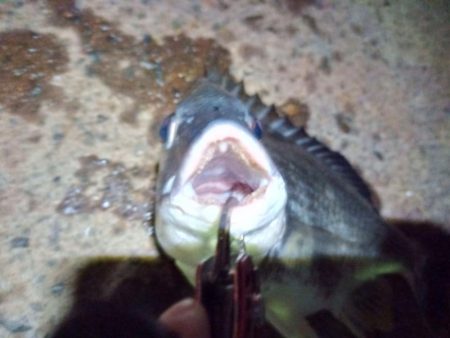 2022/06/18 南港ヘチ釣り釣行