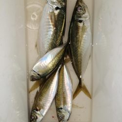 短時間のアジ釣り