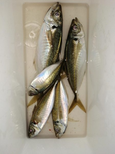短時間のアジ釣り