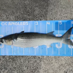 今日は紀州釣りに挑戦しましたʘ‿ʘ