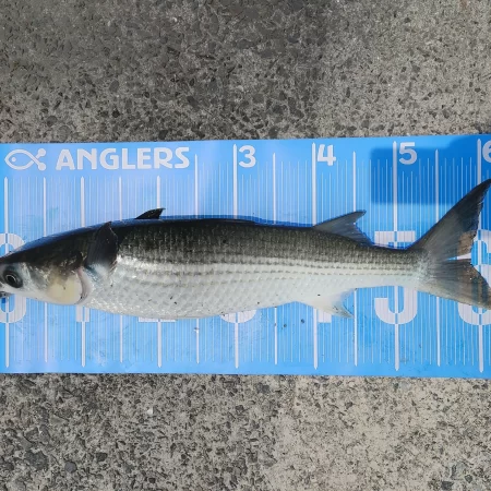 今日は紀州釣りに挑戦しましたʘ‿ʘ