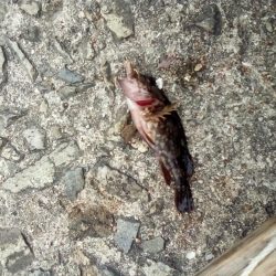 アイナメおったぞ