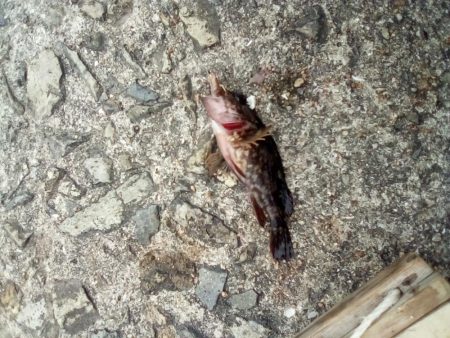 アイナメおったぞ