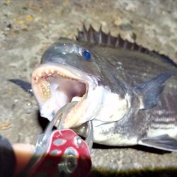 2022/06/22 南港ヘチ釣り釣行