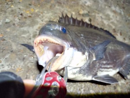 2022/06/22 南港ヘチ釣り釣行