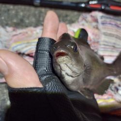 2022/06/23 南港ライトゲーム釣行