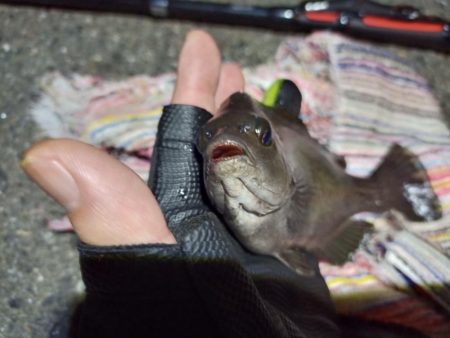 2022/06/23 南港ライトゲーム釣行