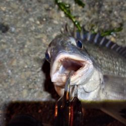 2022/06/25 南港ヘチ釣り釣行