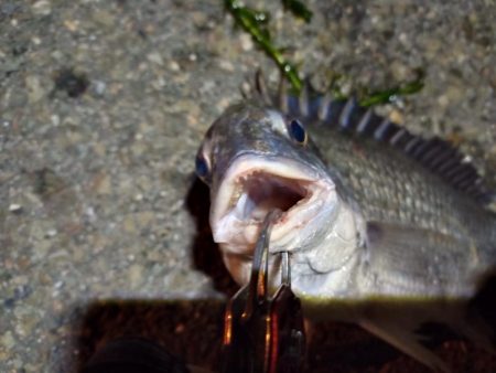 2022/06/25 南港ヘチ釣り釣行