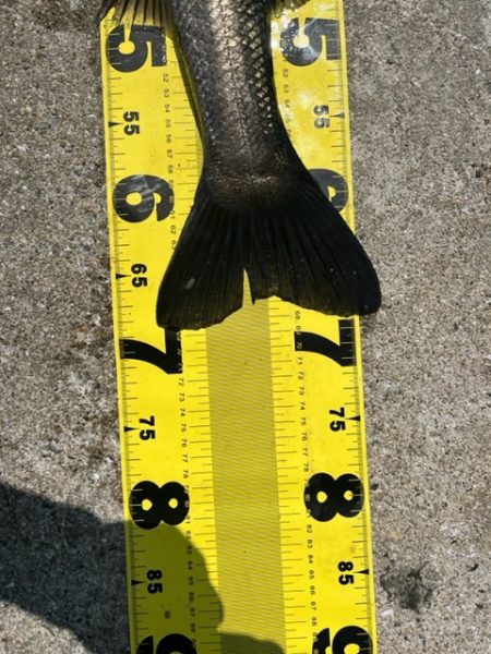 シラサエビでズボ釣り