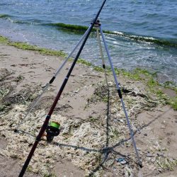 梅雨入り前のキス釣り 不調