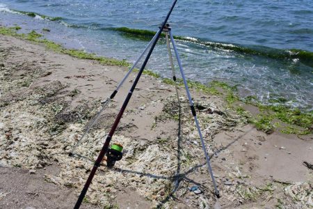 梅雨入り前のキス釣り 不調