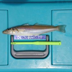 梅雨の晴れ間のキス釣り フグの猛攻