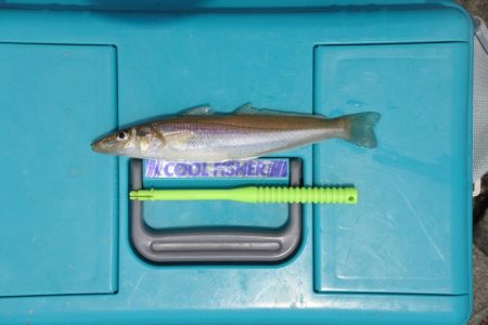 梅雨の晴れ間のキス釣り フグの猛攻