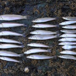 梅雨明け猛暑のキス釣り