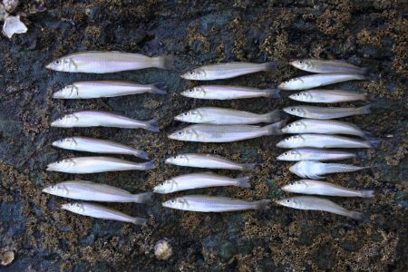 梅雨明け猛暑のキス釣り