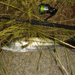 河口域のシーバス