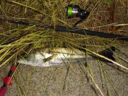 河口域のシーバス