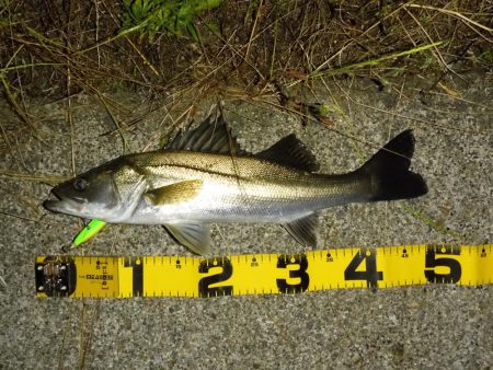 水位の高いコンディションでのカケアガリの攻め